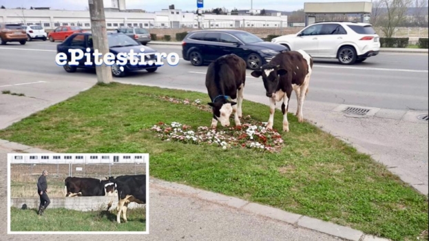 Pitești. Și-a lăsat vacile să pască și florile! Cu banii pe amenzi își lua sute de litri de lapte