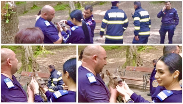 Pitești. Pui de căprioară salvat pe Trivale