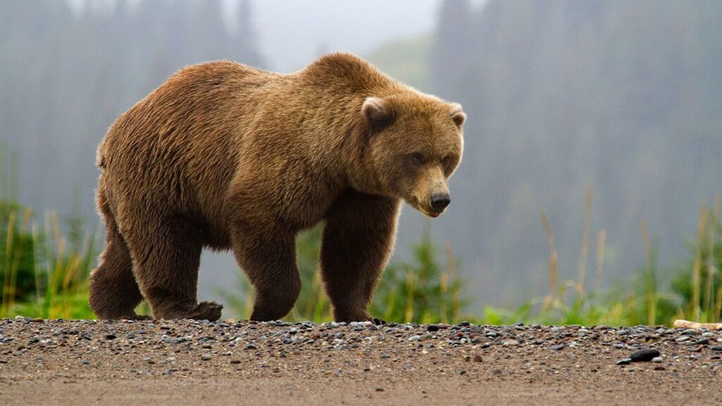 Urșii - pericolul din natură