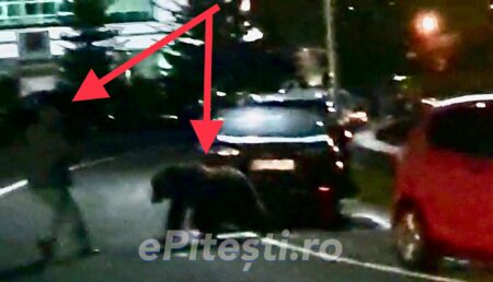 Argeș. Era să fie sfâșiat de urs lângă un Restaurant vestit! Video