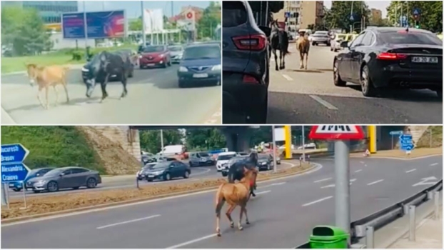 Pitești. Imagini incredibile cu 2 cai scăpați de sub control!