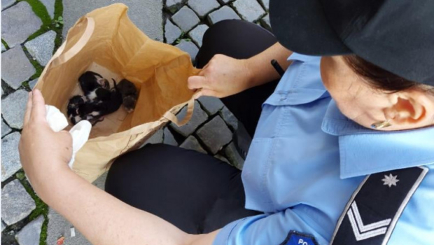 Femeie din Argeș amendată cu 2400 € pentru că a aruncat pisoii în drum!