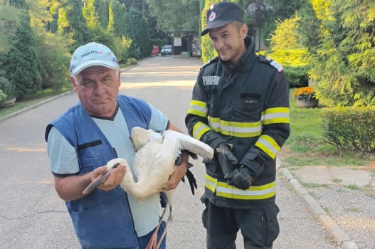 Argeș. Pui de barză salvat de la moarte sigură