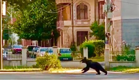 Momentul când un urs își face apariția pe Bulevardul Pardon din Câmpulung