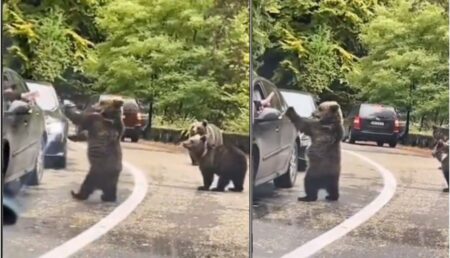 Halucinant! Un șofer a oprit să bată palma cu ursul pe Transfăgărășan