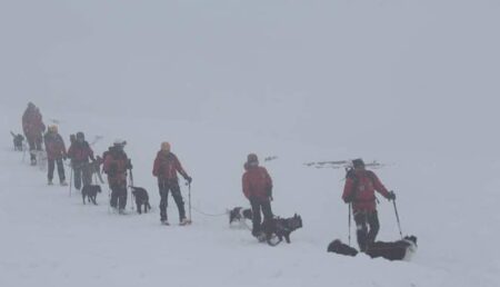 Adunare epică în Argeș! Câinii de avalanșă din toată țara se reunesc