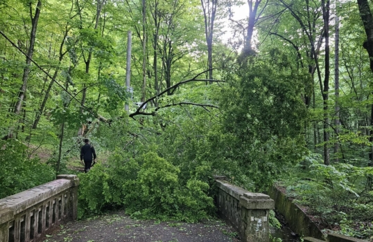 Dezastru în Parcul Trivale: Un „gigant” s-a prăbușit și a făcut „franjuri” tot