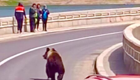Oameni împietriți de frică la Vidraru! Un urs era „alergat” de o mașină pe baraj