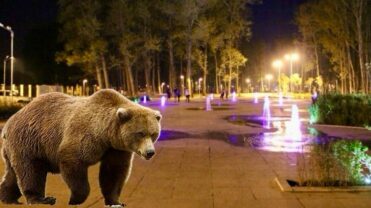 Exclusiv! Șocant: Urs în Pitești, azi -noapte! Oameni evacuați din Parcul Lunca Argeșului!