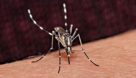 Cea mai periculoasă specie de țânțari a ajuns în România!