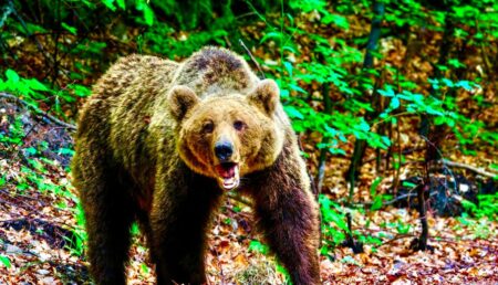 Șocant: Tânără de 19 ani, ucisă de urs! Animalul îi ține corpul captiv, trăgând-o în râpă!