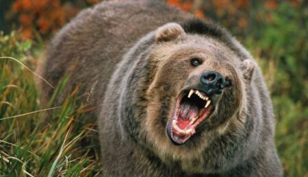 Pericolul mortal din pădure: Ce poți face să scapi de urs