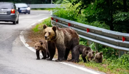 Hrănirea urșilor pe Transfăgărășan aduce sancțiuni dublate pentru turiști