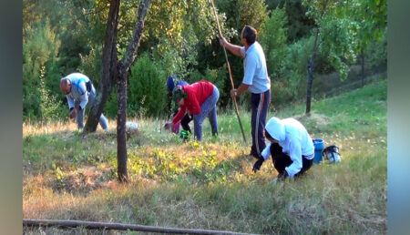 ” E prăpăd”. Recolta de fructe depășește așteptările anul acesta