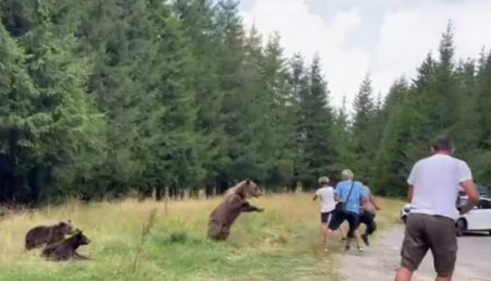 Safari cu urși pe Transfăgărășan! Noua ofertă a agențiilor de turism