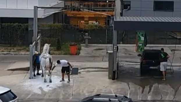 Imaginile viralizate instant: Mai ceva ca la caii putere: Tratament ,,SPA” pentru armăsar la spălătorie auto