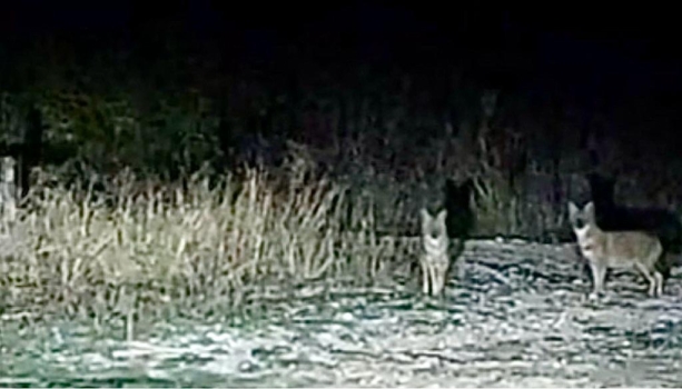 Atenție! Haite de șacali semnalate într-un județ de lângă Argeș