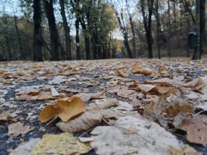 Vreme surprinzătoare: Se anunță o toamnă atipică!
