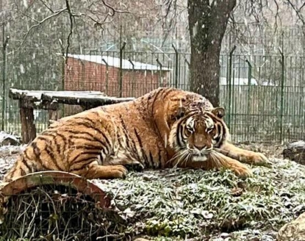 Anunțul momentului: ZOO Pitești, transmite!