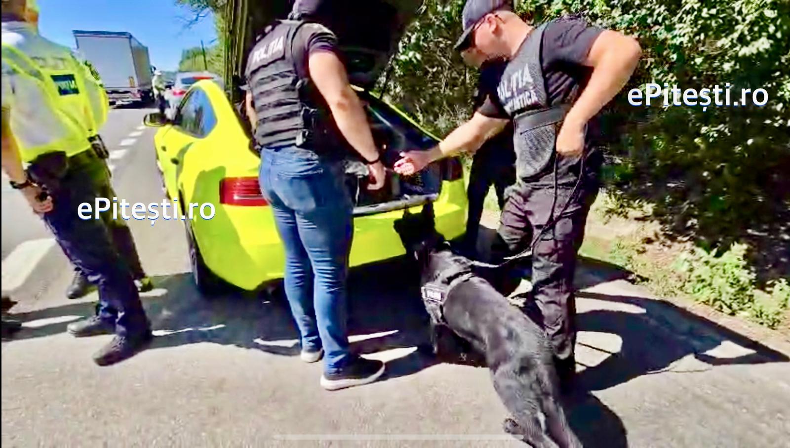 Descinderi pe DN7: Mascații, câinii antrenați și polițiștii au luat cu asalt șoseaua!