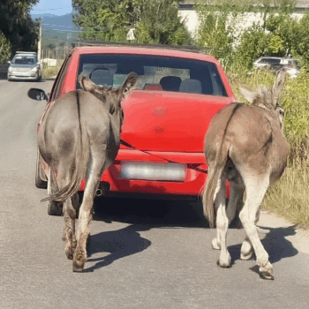 Imagini șocante în Argeș: Doi măgari legați de o Dacie, târâți pe șosea!