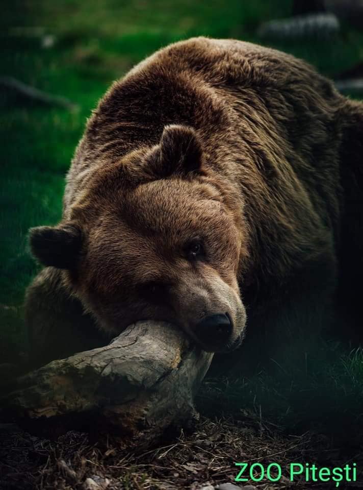 Zoo Pitești