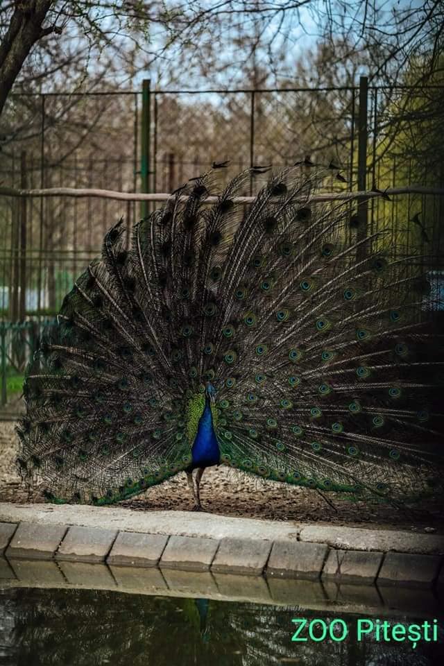 Zoo Pitești