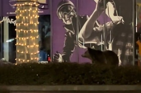 Un urs a fost filmat lângă un mall din Brașov