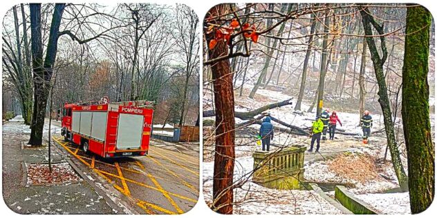 Pericol în Parcul Trivale: Copac prăbușit în zona pietonală