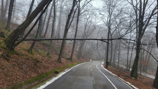 Pitești: Ziua și copacul prăbușit în Parcul Trivale. Pericol pentru oameni