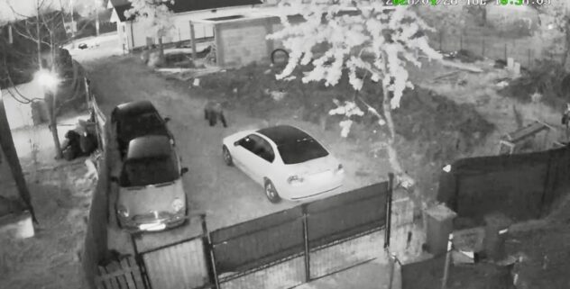 Spaimă la primele ore lângă Pitești! Un urs, filmat în timp ce se plimbă printre case