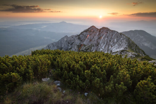 Apariție rară în Parcul Național Piatra Craiului!