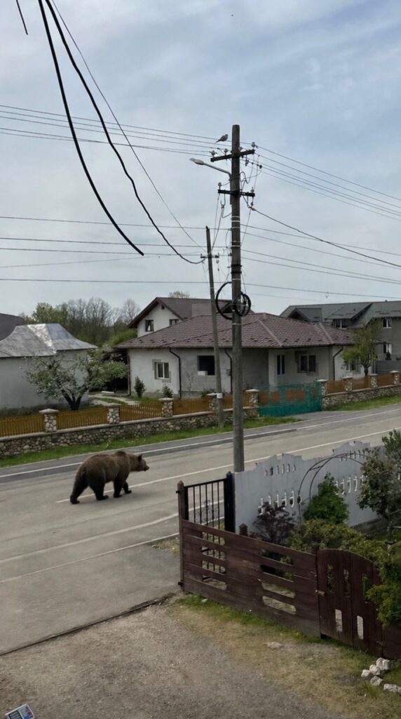 Urs la Bradu, în Argeș