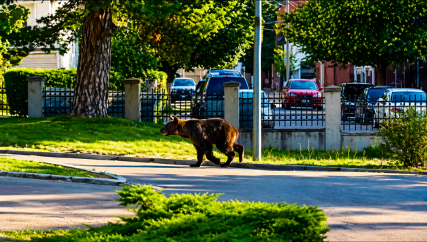 Alertă maximă în Argeș: urși printre oameni!