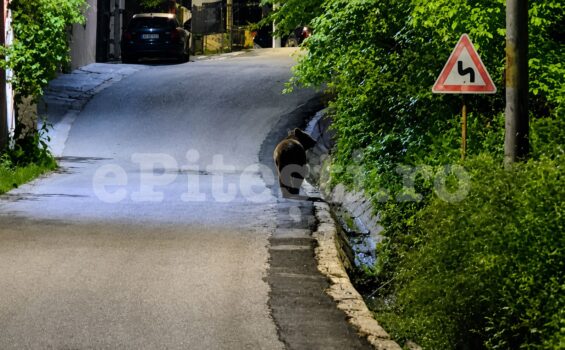 Urs printre case, pe stradă, în Bascov, lângă Pitești! Imagini video exclusive