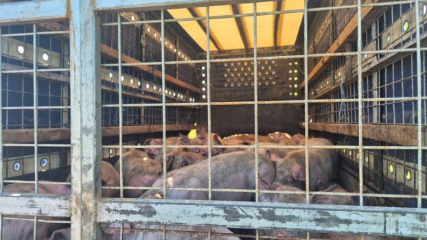 Transport ilegal de porci pe Autostrada București – Pitești!