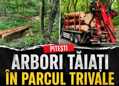 Arbori tăiați în Parcul Trivale! Grav ce se putea întâmpla. Imaginile serii și explicațiile oficiale