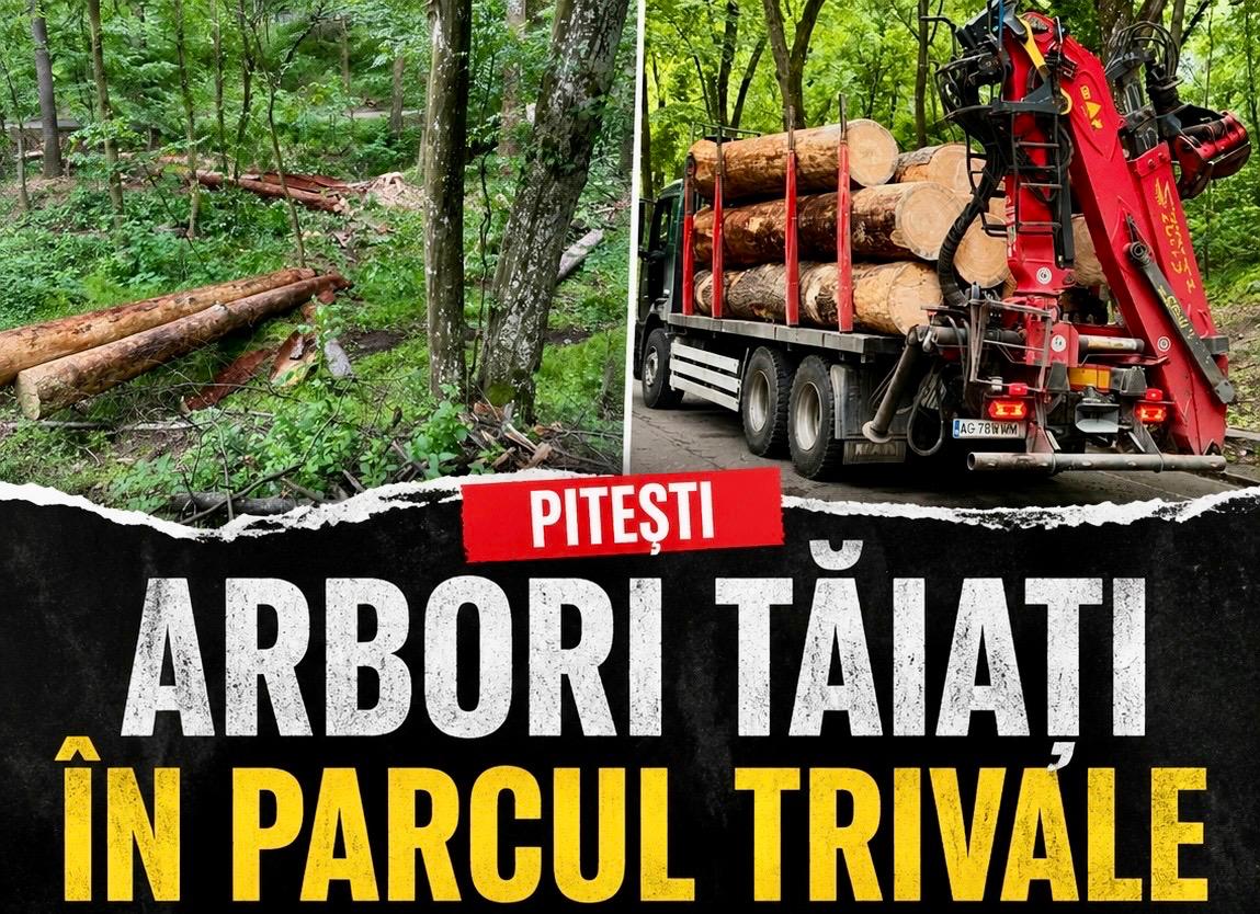 Arbori tăiați în Parcul Trivale! Grav ce se putea întâmpla. Imaginile serii și explicațiile oficiale