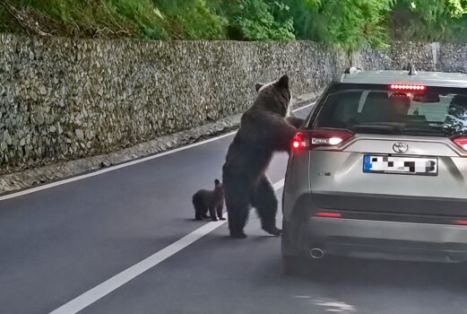 Noi imagini terifiante cu turistul mușcat de urs la Vidraru, în Argeș