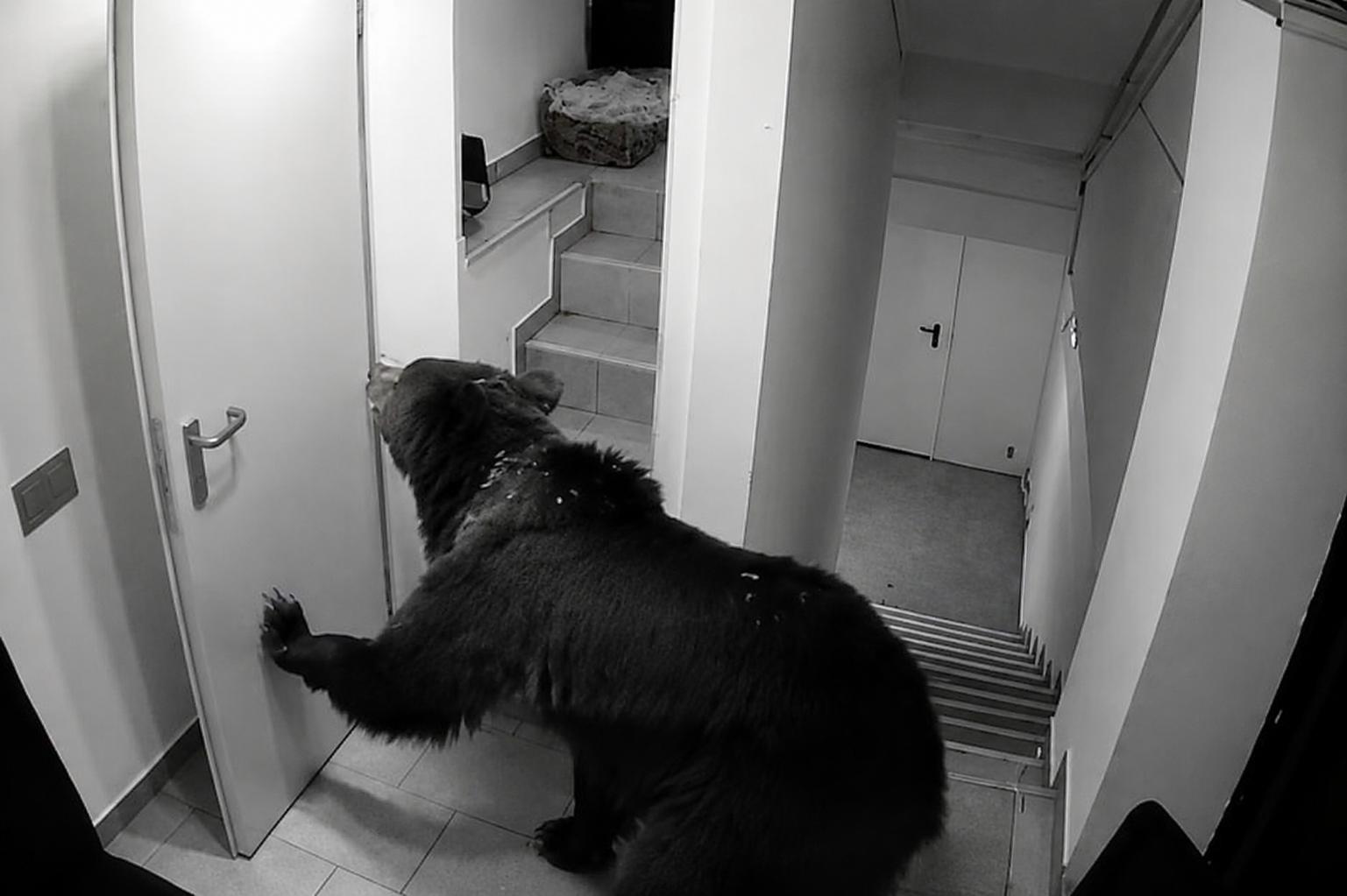 Un urs a intrat într-un hotel!