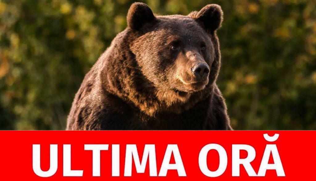 Exclusiv: Cine este și în ce stare se află turistul atacat de urs în Argeș, la Vidraru