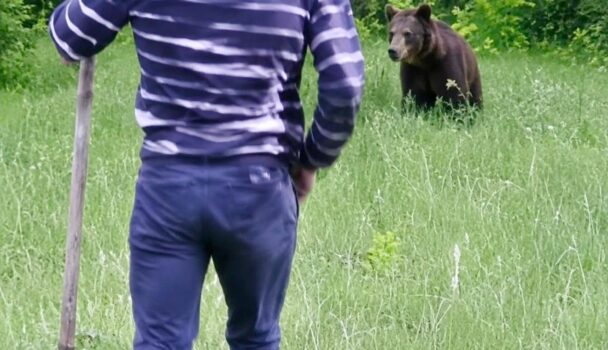 Scene halucinante: Un bărbat a fugărit ursul cu o lopată