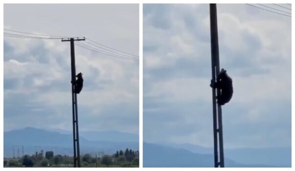 Imagini de necrezut! Urs cățărat pe un stâlp de electricitate