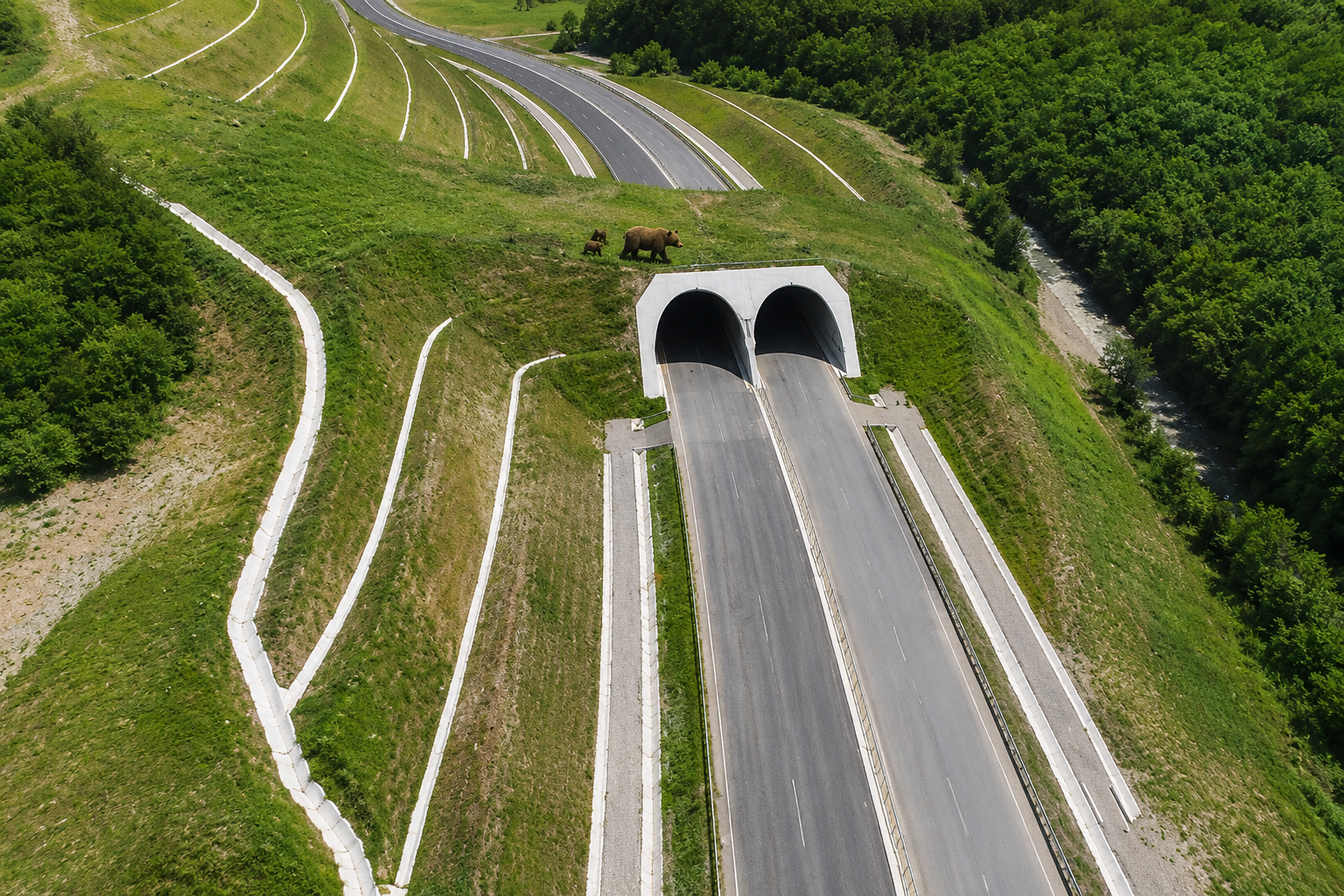 Undă verde pentru tunelul urșilor! Pe ce autostradă din România va fi construit