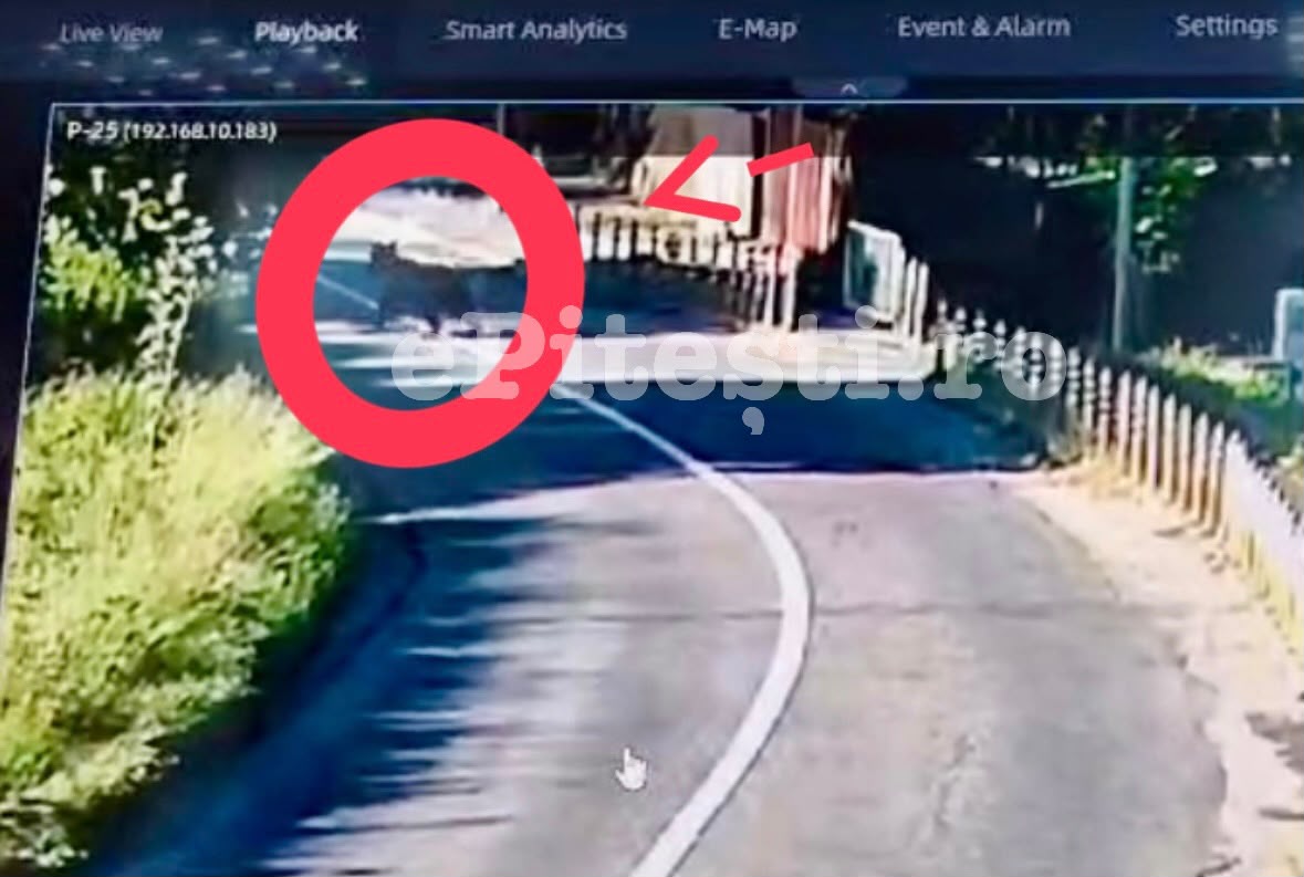 Video exclusiv! Un urs se plimbă nestingherit prin Topoloveni, Argeș