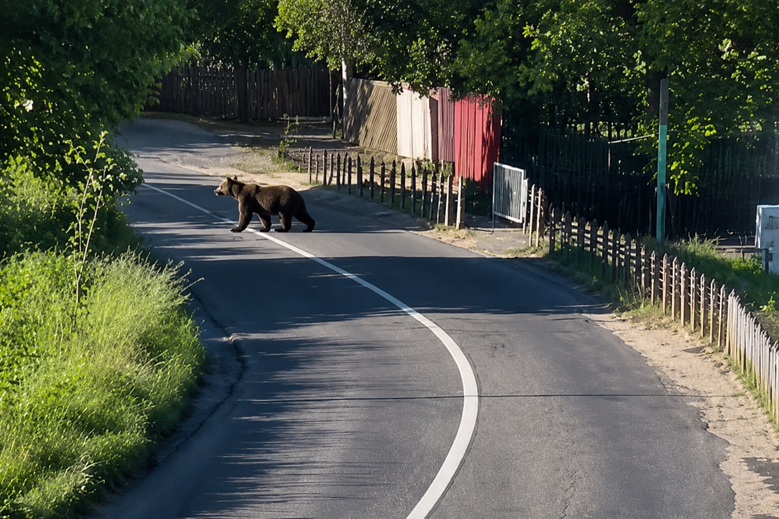 Urși printre case, din nou, în mai multe localități! Oameni din Argeș trăiesc sub teroare