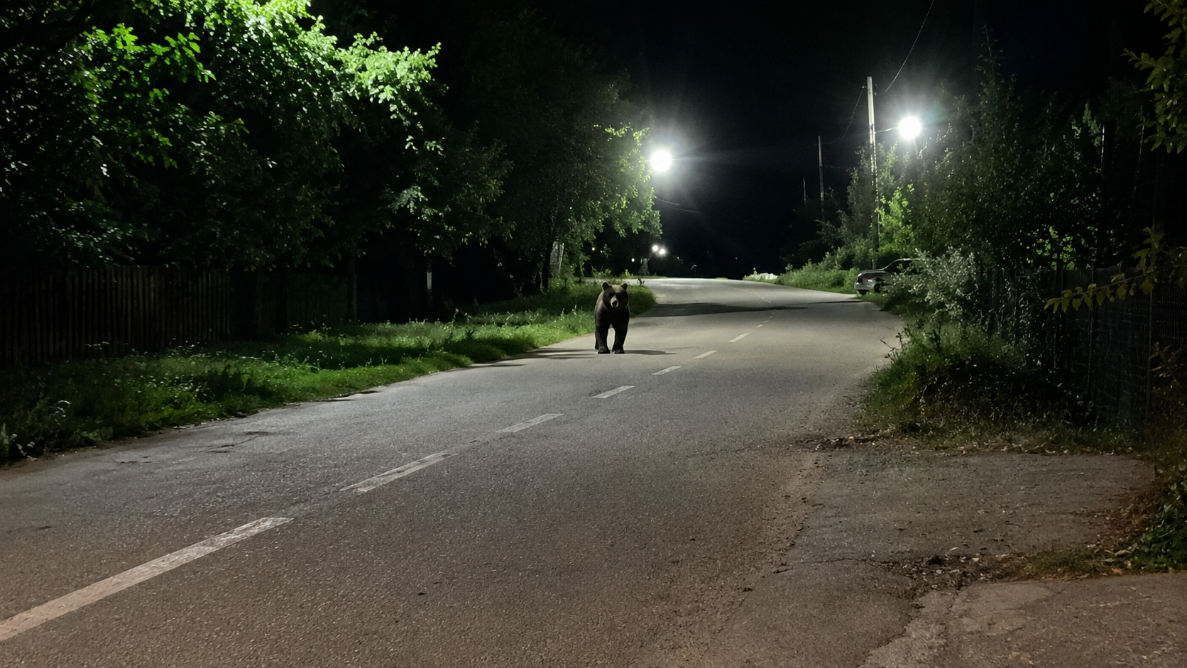 Urs pe stradă în Argeș: Bărbat către urs: ,,Șefule, patroane!"