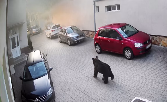 Urs filmat printre blocuri și mașini în zori de zi