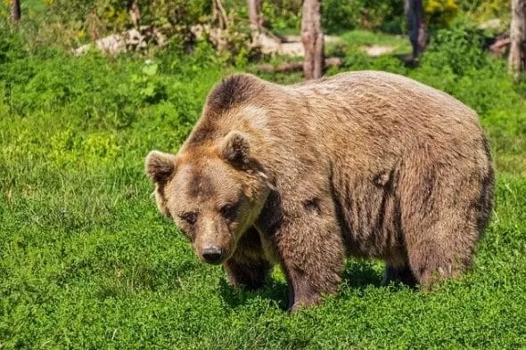 Alt urs ucis în Argeș!