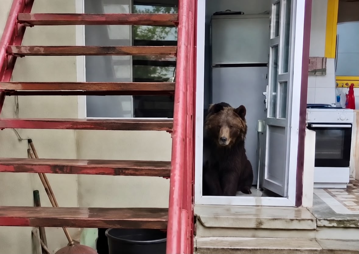 O ursoaică cu trei pui a intrat de două ori într-o casă
